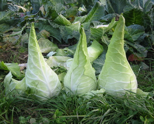 Filder-Spitzkraut