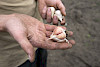 Bamberger Knoblauch