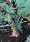 Kohlraben, Kohlrüben