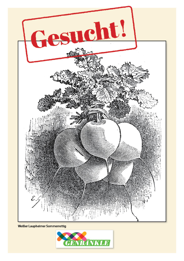 Sommerrettig_Großformat